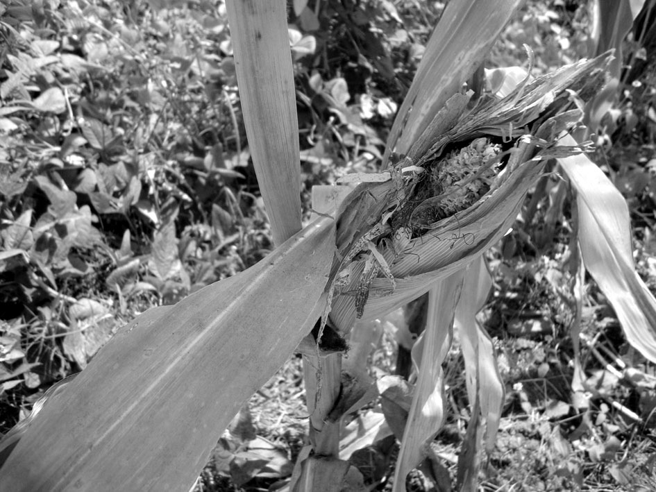 Pérdida de cultivos en La Comunidad El Ranchón, San Luis La Herradura, Departamento de La Paz, invierno 2015. Fotografía de FUNDESA.
